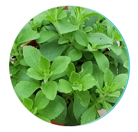 Stevia